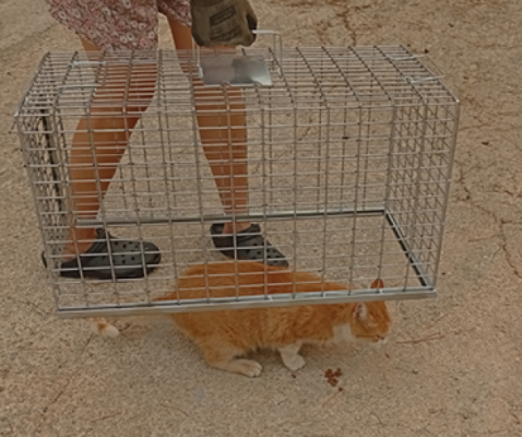 REF. N01 Jaula Trampa TAPA manual